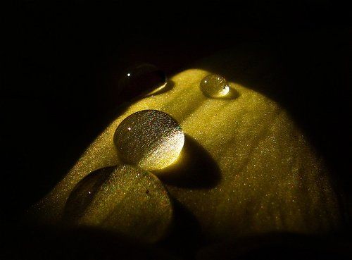 лучшие друзья девушек - это...