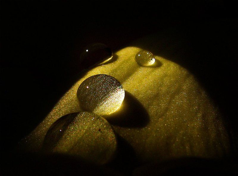 роса, капли, цветок, лепесток лучшие друзья девушек - это... фото превью