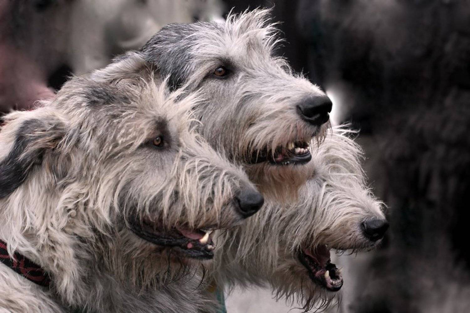 волкодав, Dikobraz