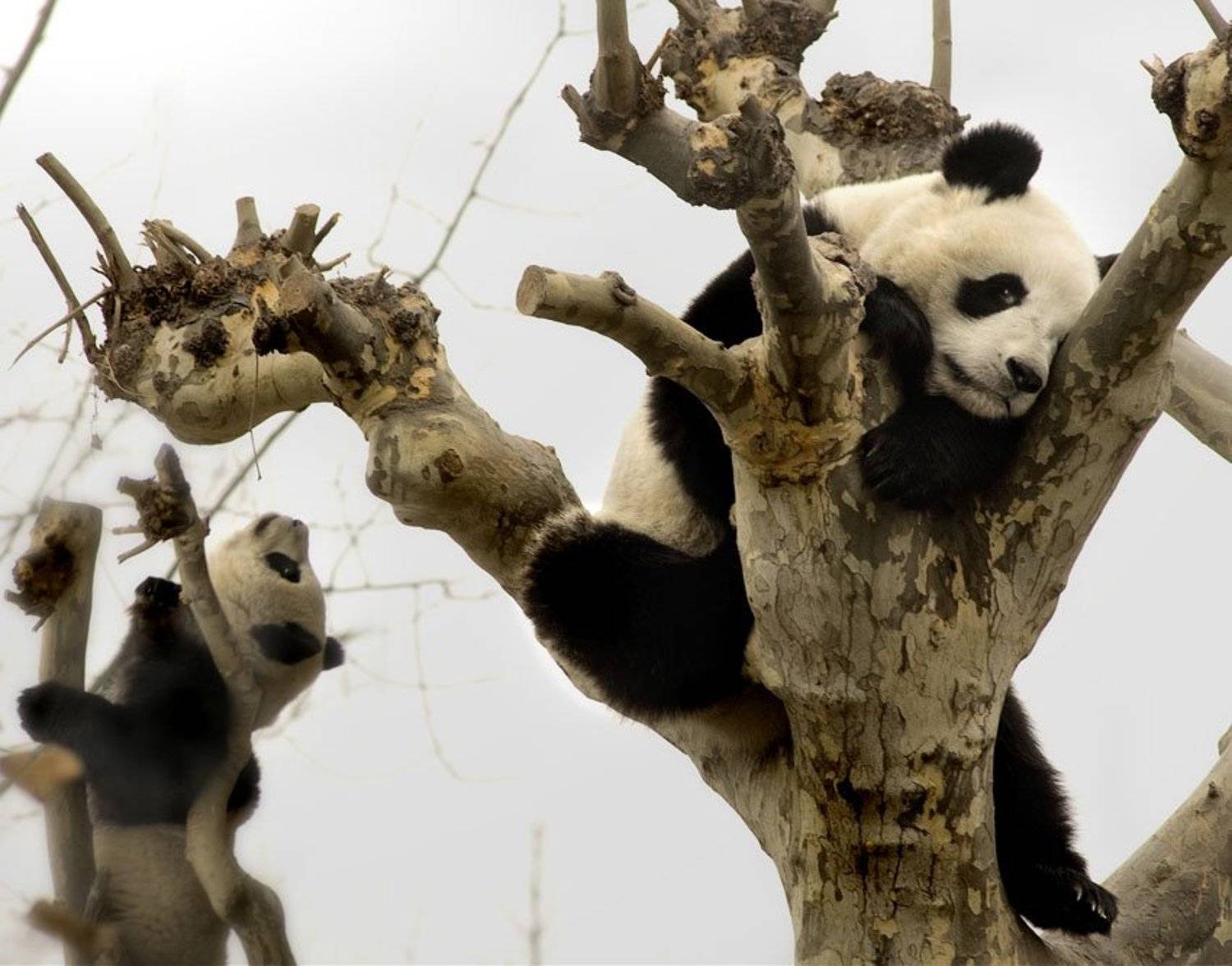 китай, панды, взгляд, дерево, жизнь, Татьяна Гориловская