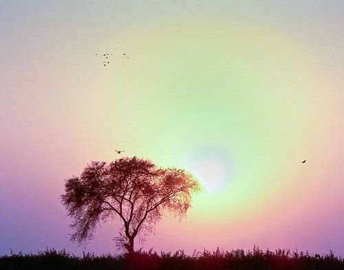 Аура Джодхпура