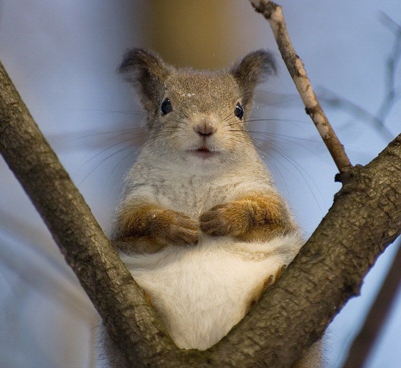 плюшевый фото превью