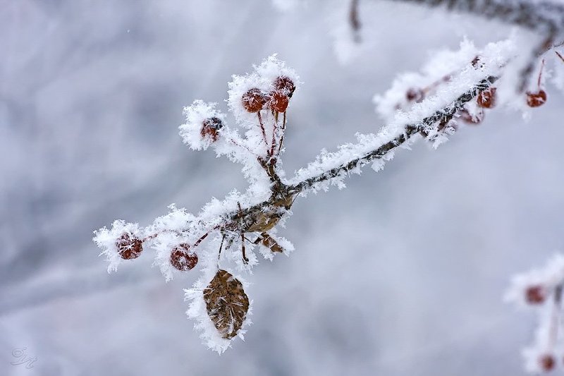 иней, боярышник Яблоки в снегу фото превью