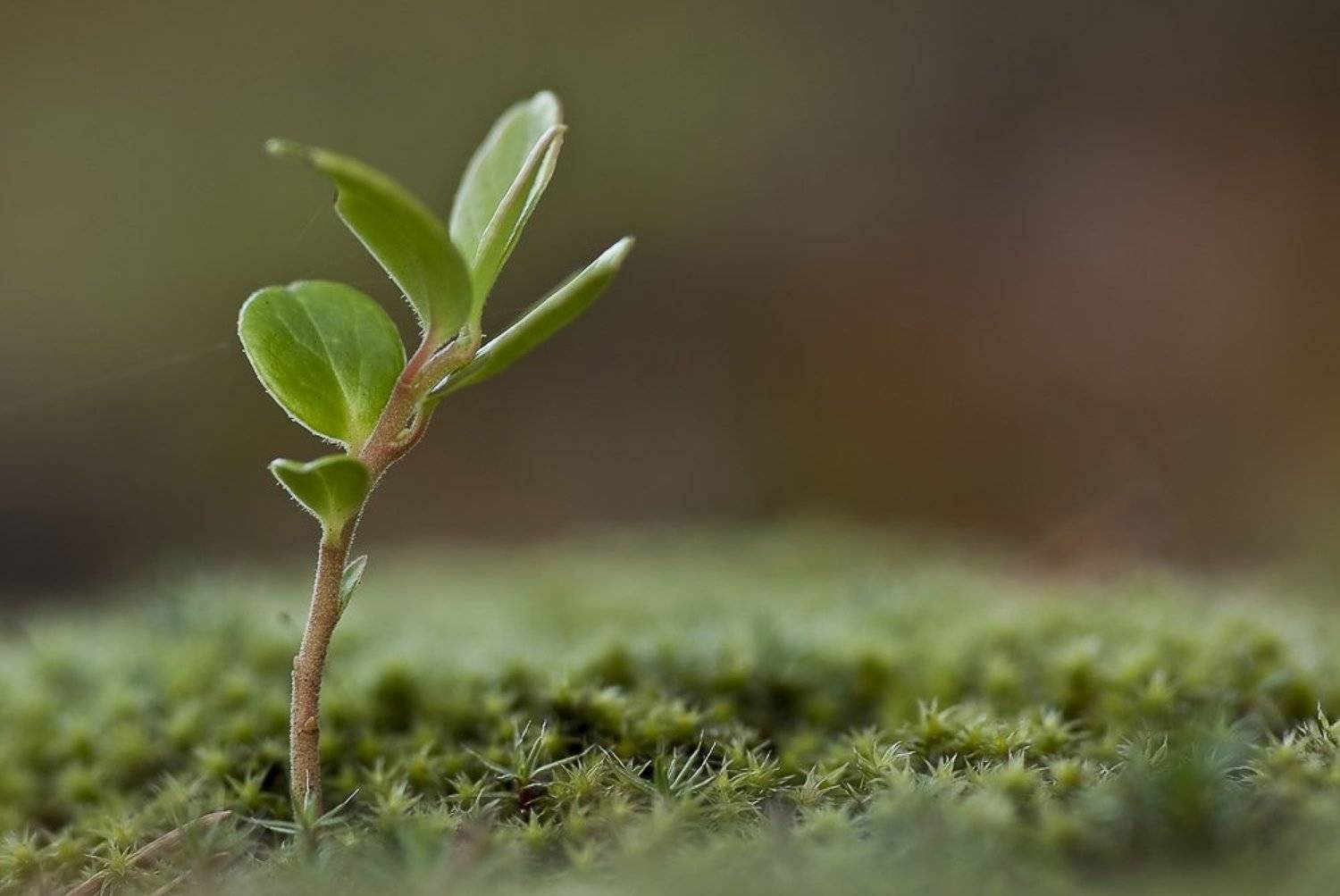 брусника, мох, Юлия