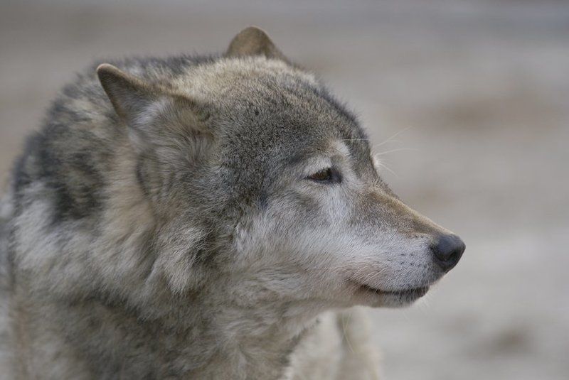 Серый бродяга фото превью