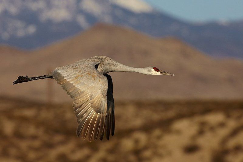 Канадский журавль (Sandhill Crane | Grus canadensis) фото превью