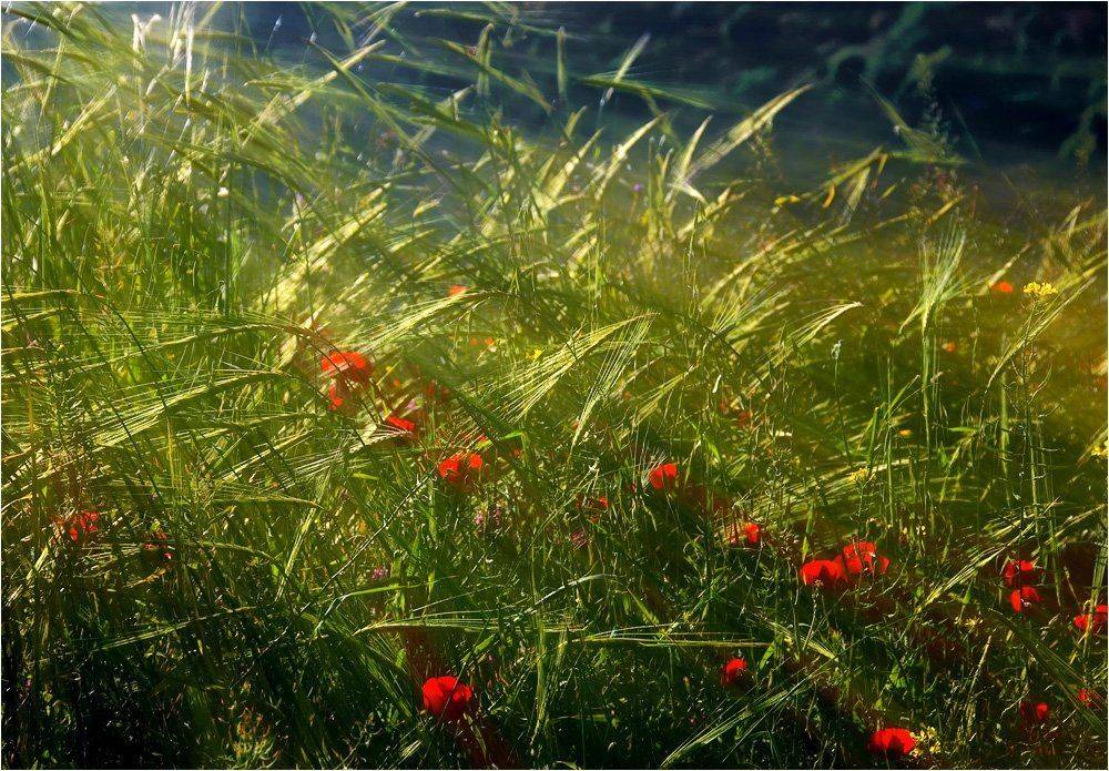 , Александр Беляев