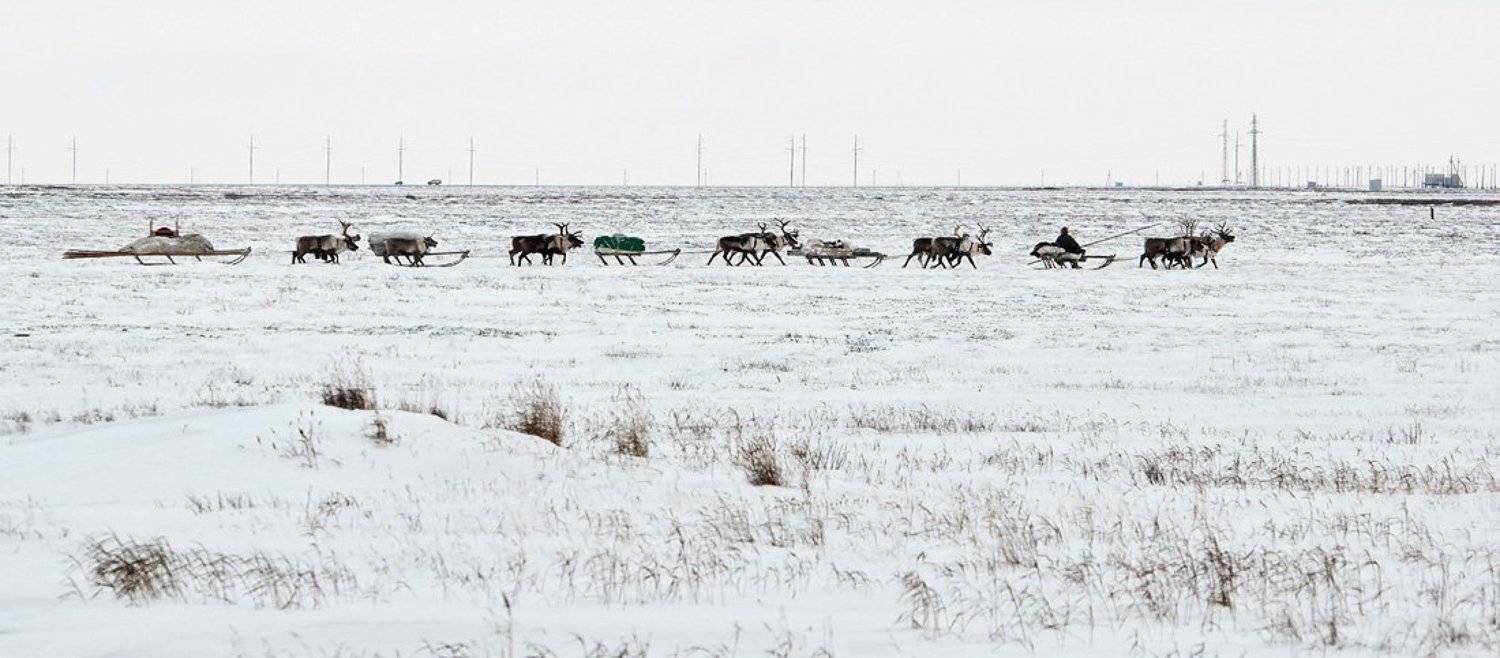 жизнь на краю земли, жанр, ненцы, путешествия, север, Danil Husainov