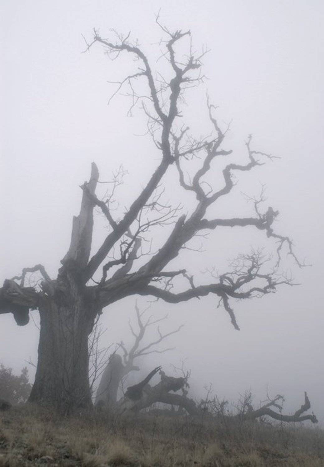 , Юрий Охлопков