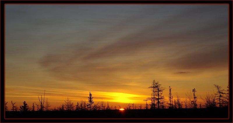 тайга,рассвет Светает фото превью