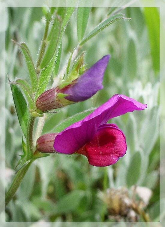 , Юлия Чекмарева