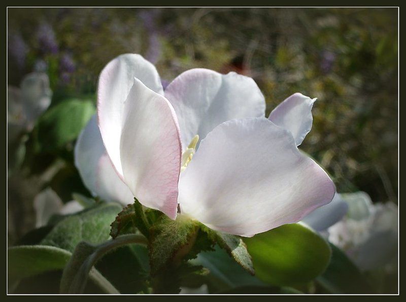 Айва фото превью