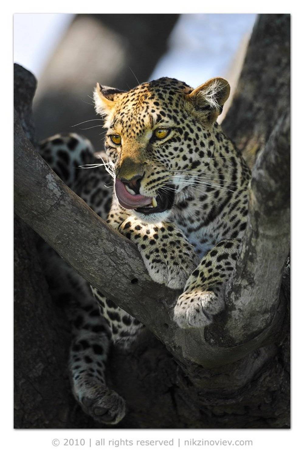 серенгети, , танзания, , леопард, , дикие, , животные, , африка, Николай Зиновьев