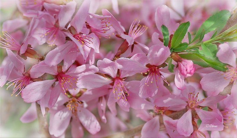дикий миндаль цветет фото превью