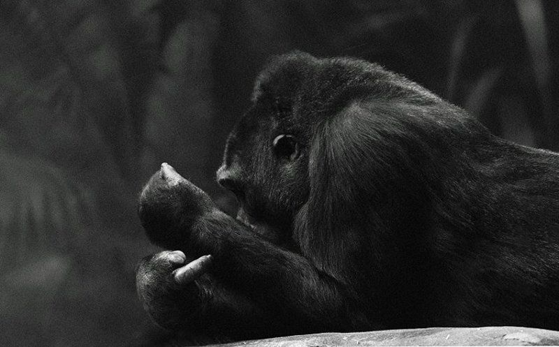 «Наш ответ Чемберлену» фото превью