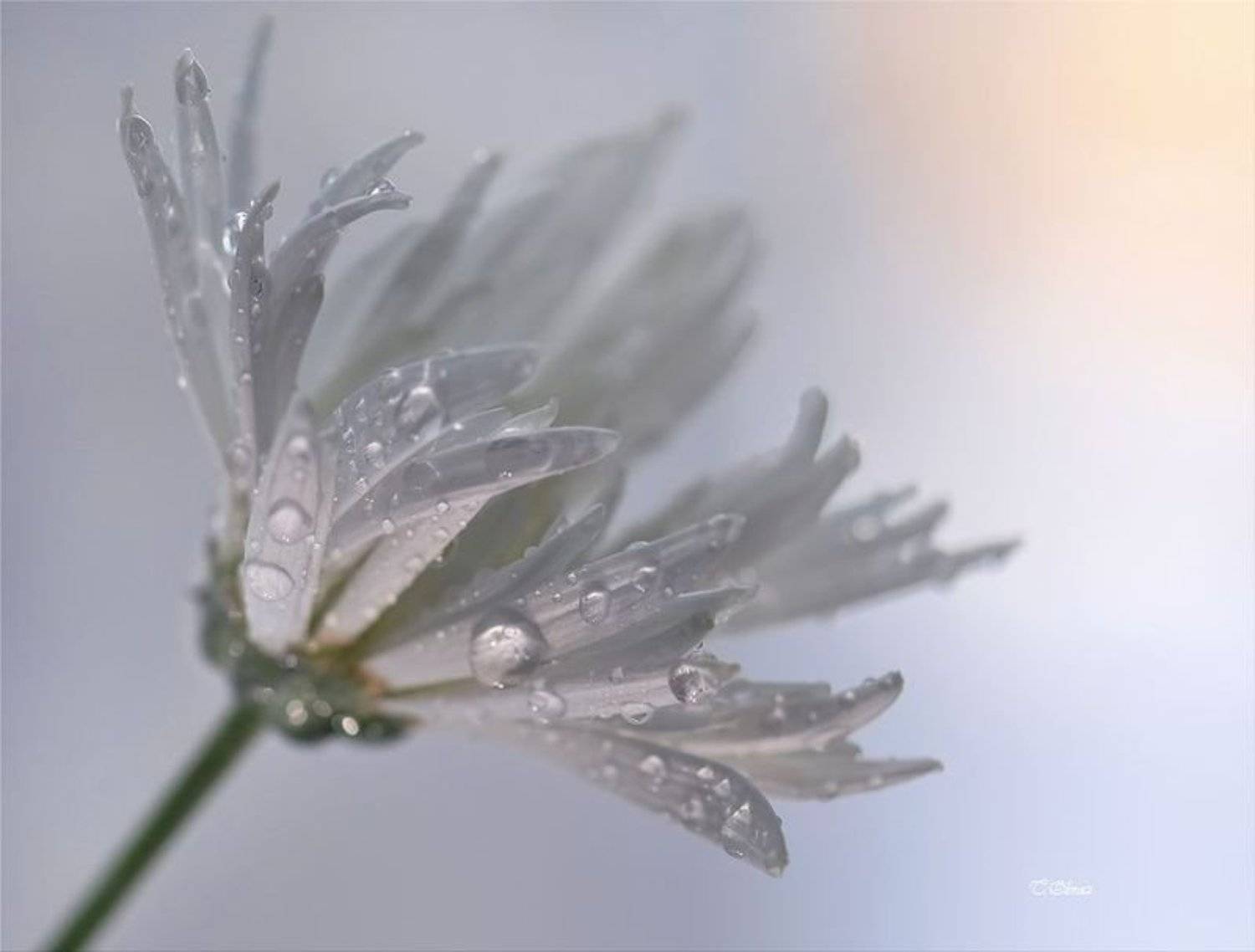 , Татьяна Образ