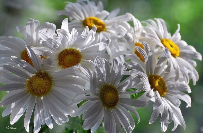 ** фото превью