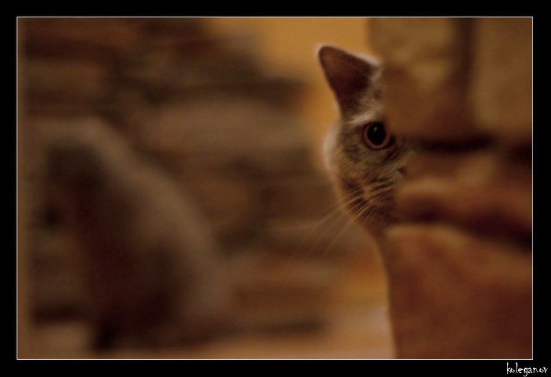 кот ZORROсерое на задании *НЕ НУЖНЫЙ СВИДЕТЕЛЬ* фото превью