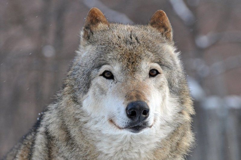 Портрет волка фото превью