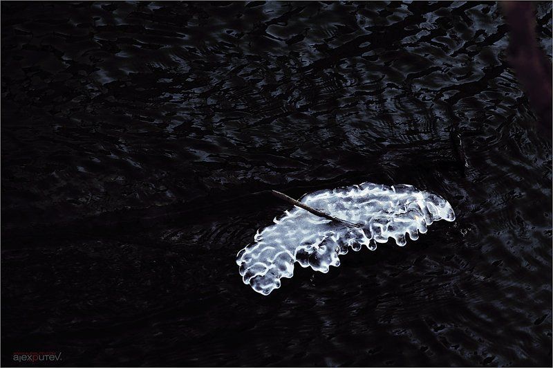 про медуз фото превью