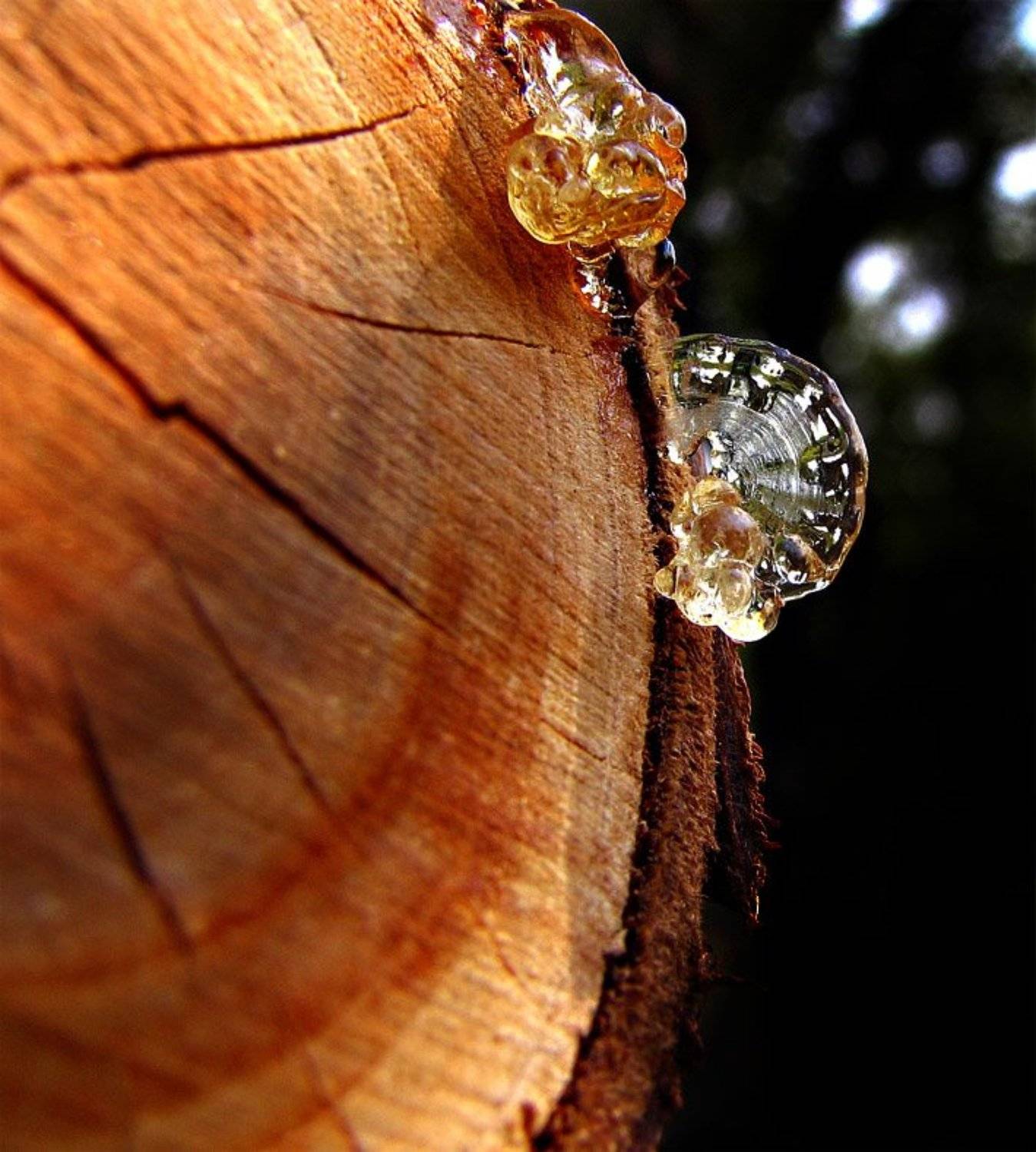 дерево, смола, весна, тепло, сад, Сергей Матвиец (chieffpovar)