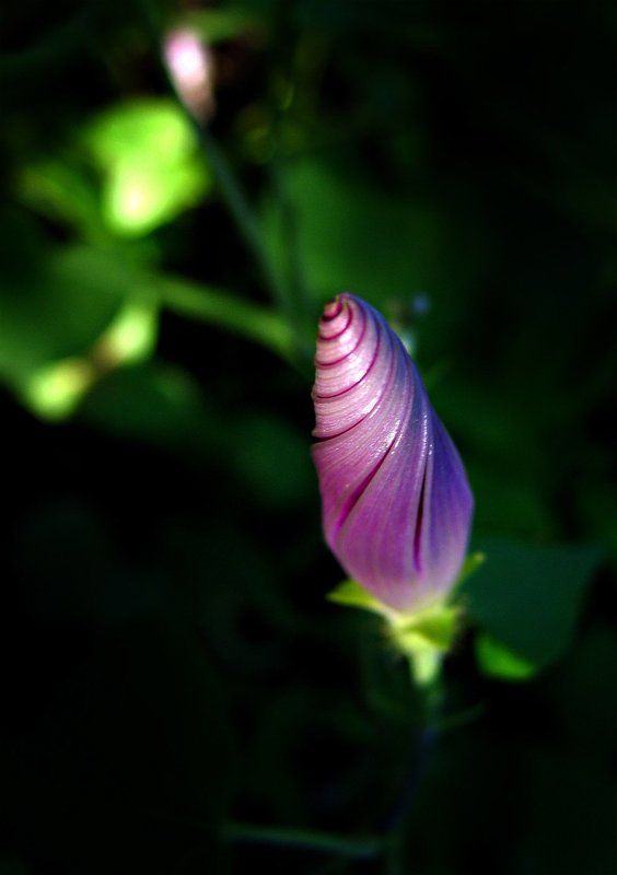 цветок, бутон к солнцу! фото превью