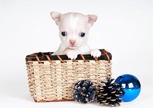 вы не стойте слишком близко, я - собака, а не киска!