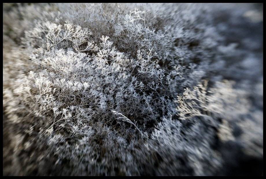 иней, перекати-поле, lensbaby, Samolinov Andrey