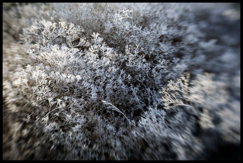 иней, перекати-поле, lensbaby Внутреннее пространство фото превью