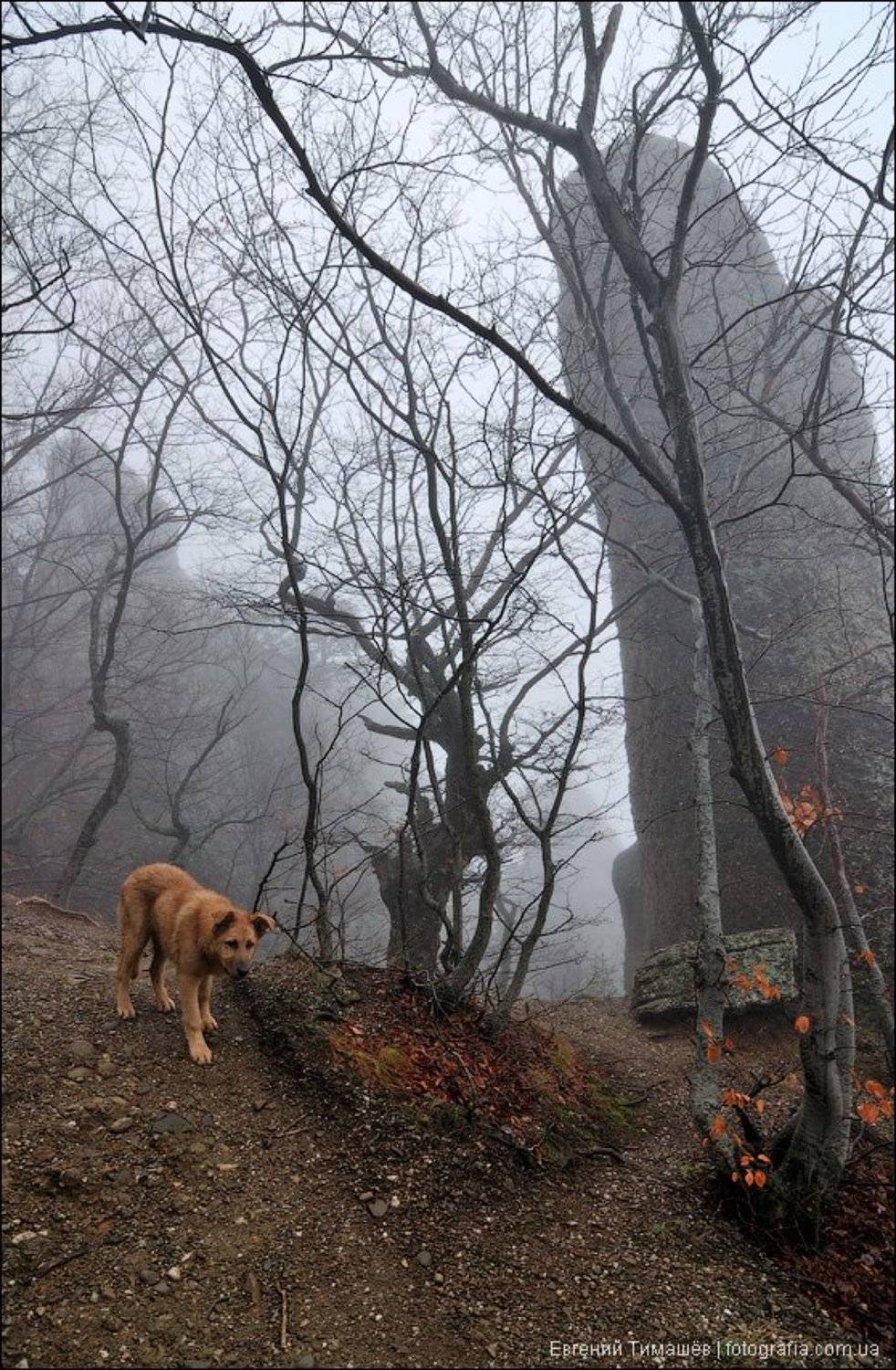 , Евгений Тимашёв