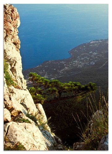 Сосна Ай-Петри