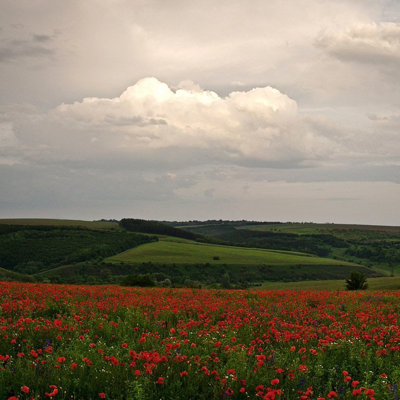 ... фото превью