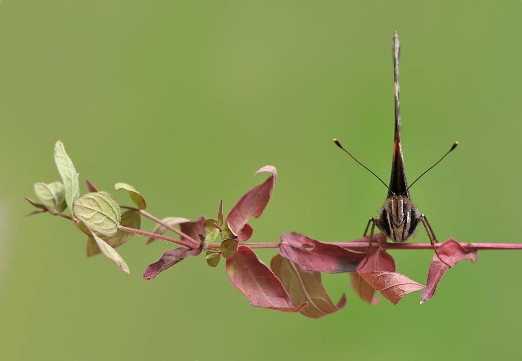 , Алёна Шевцова
