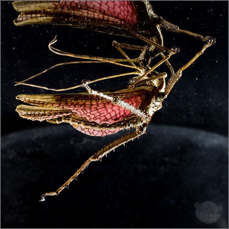 палочник, heteropteryx dilatata, самец Zero-gravity Love фото превью