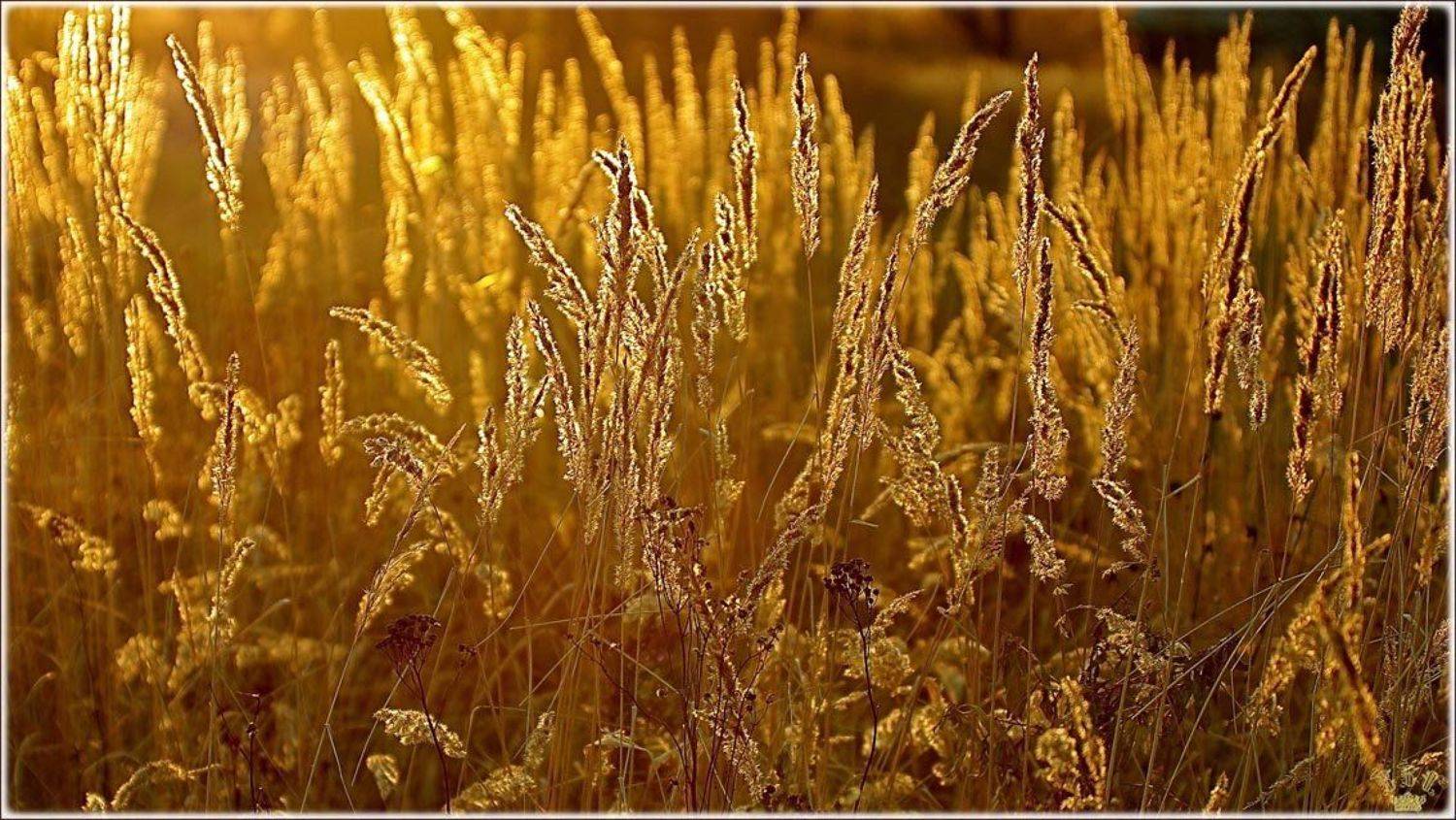 vvs, трава, осень, золото, Вадим