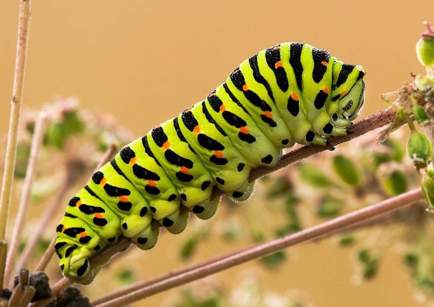 гусеница,махаон., Курочкин Валерий