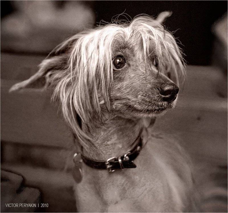 , Виктор Перякин