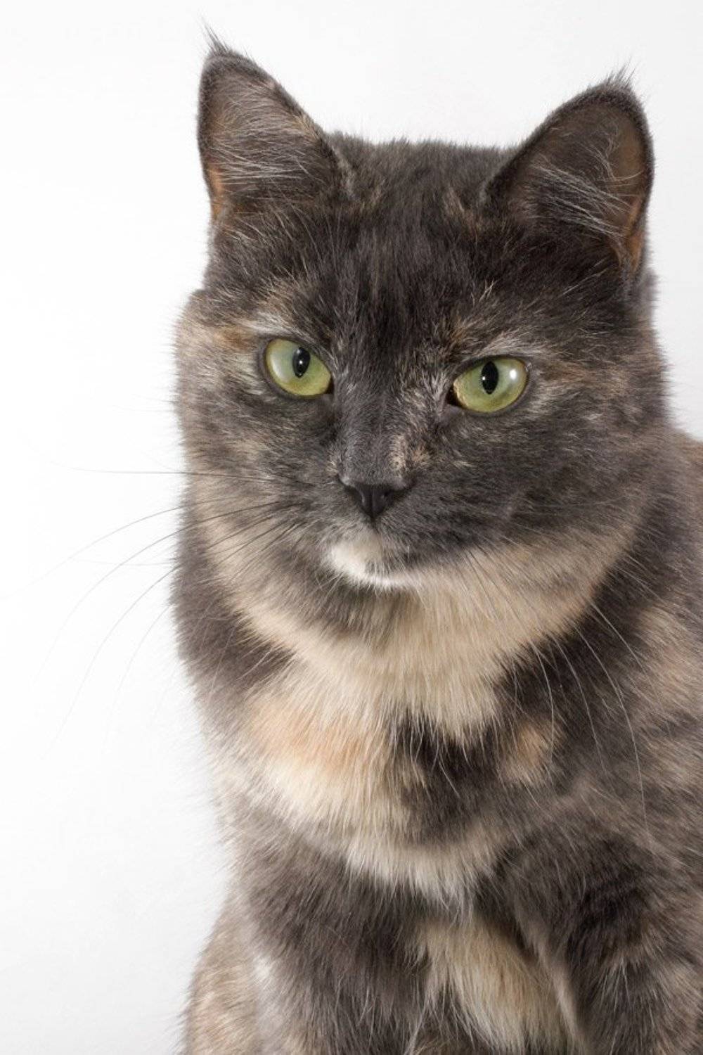 кошка, серая, Засыпко Андрей