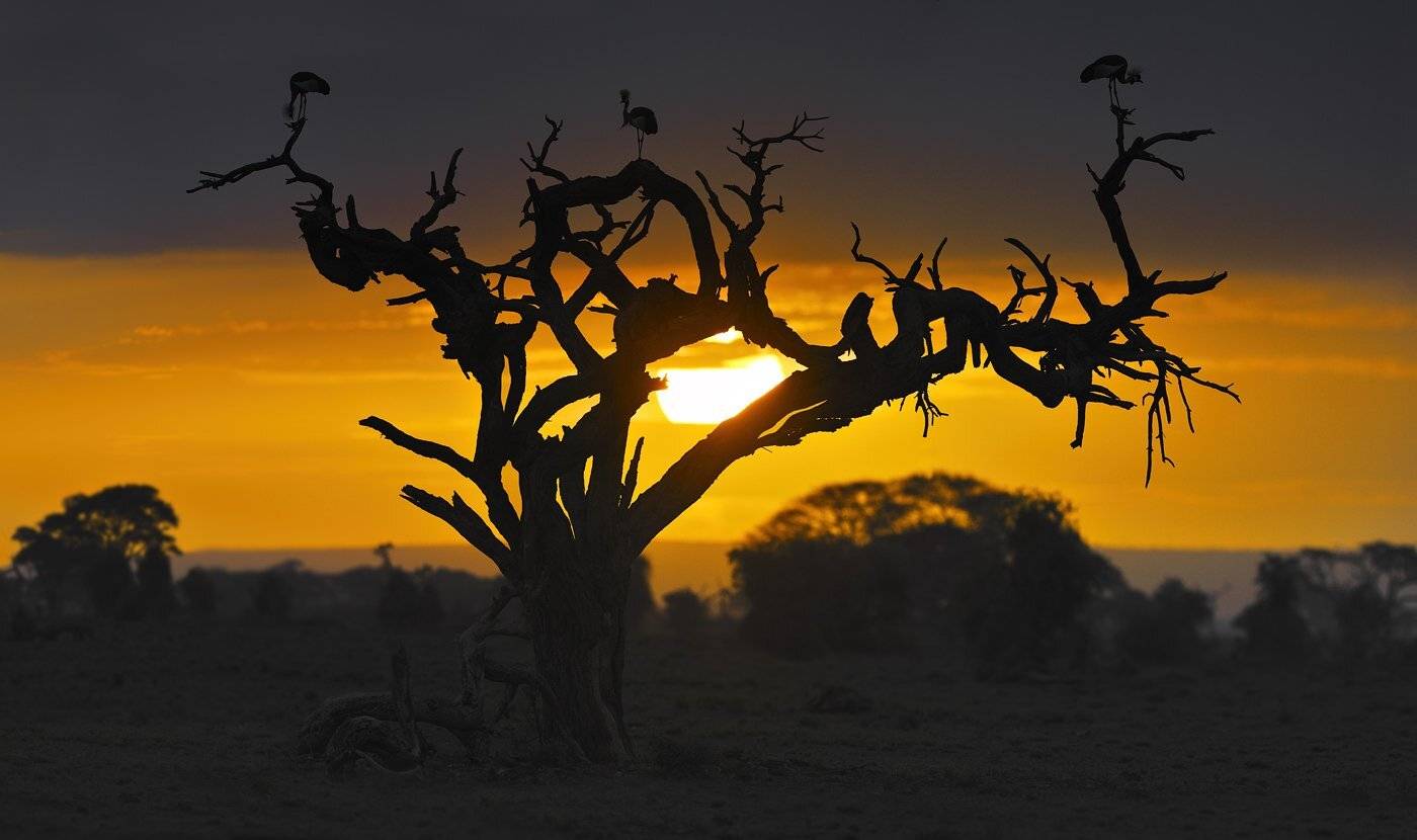 рассвет, амбосели, африка, саванна, венценосный, журавль, дикие, птицы, Николай Зиновьев