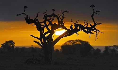 Венценосный рассвет