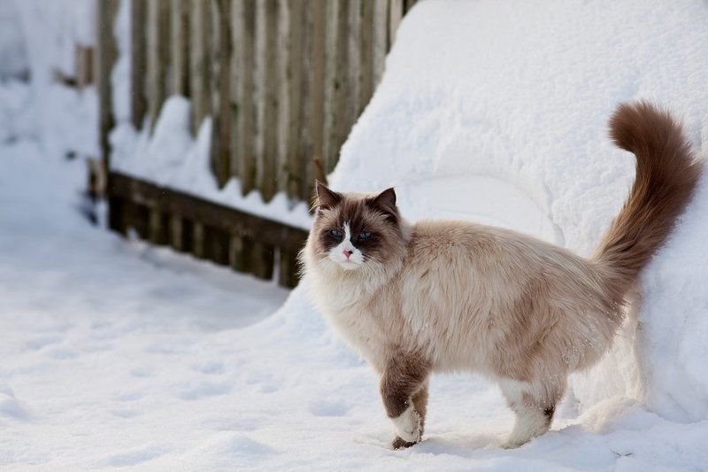 кот, холод, зима Холодно... фото превью