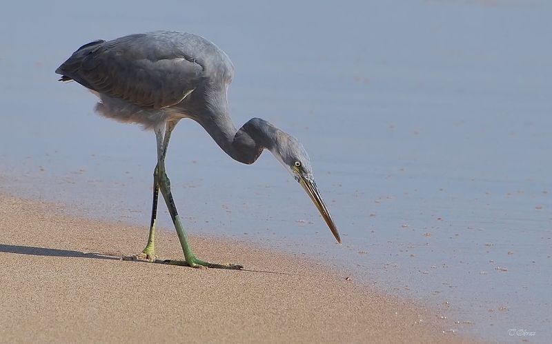 цапля  фото превью