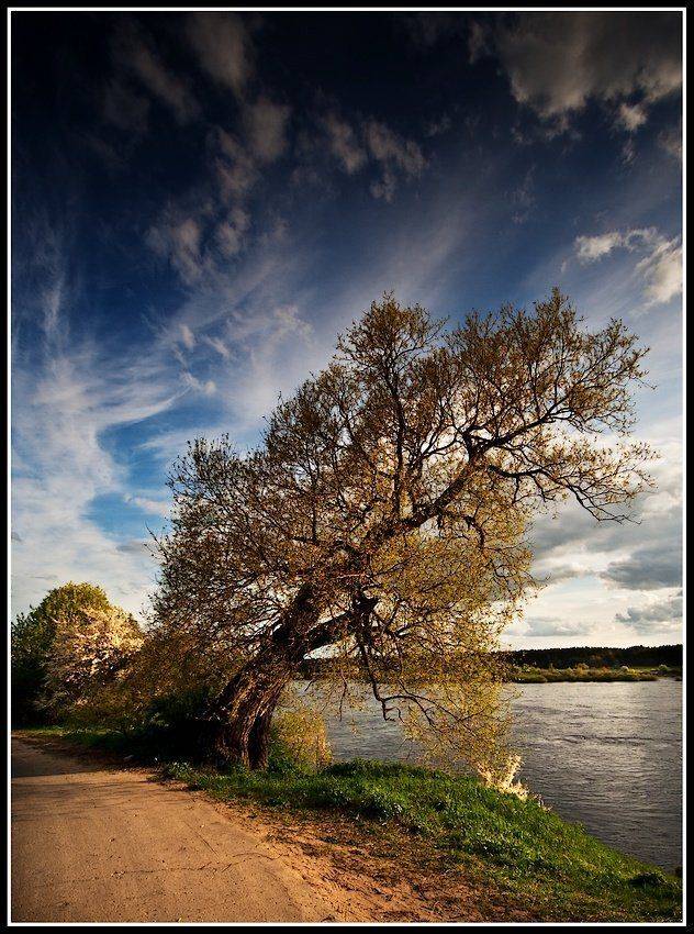 vesna,derevo, normiks