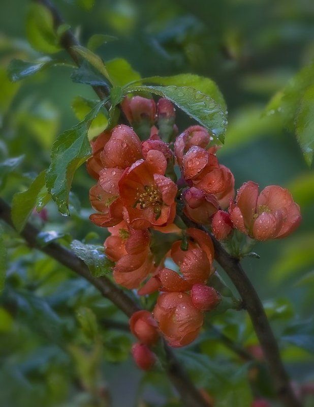 Айва фото превью