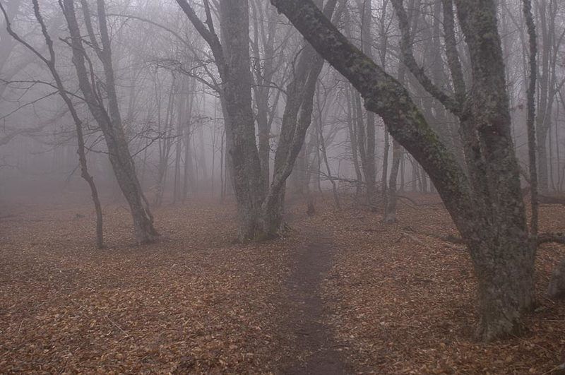 Туманные леса Крыма фото превью