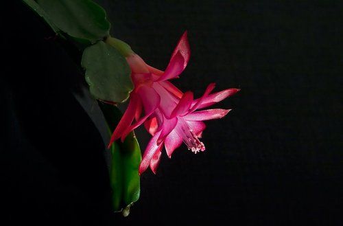 Schlumbergera...