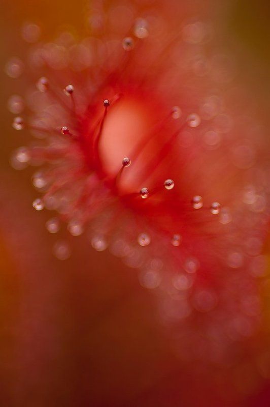 цвет, красный, росянка цвет...Красный фото превью