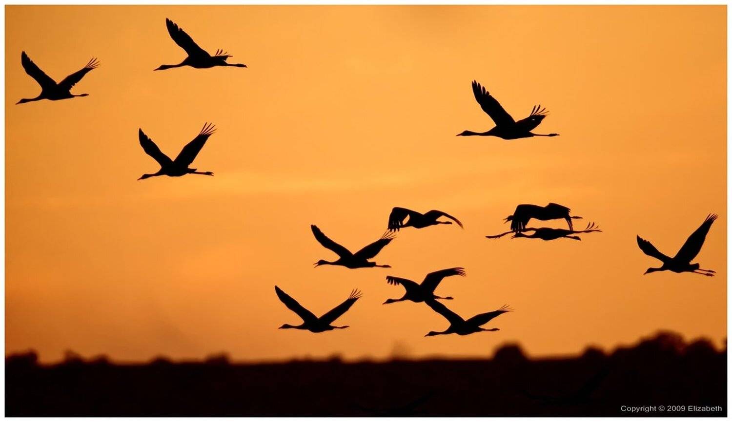 серый, журавль, grus, grus, ахула, израиль, перелетные, птицы, Elizabeth Etkind
