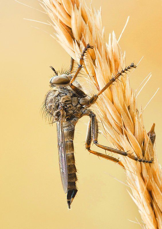 муха, колосок, ктырь Утро ктыря. фото превью