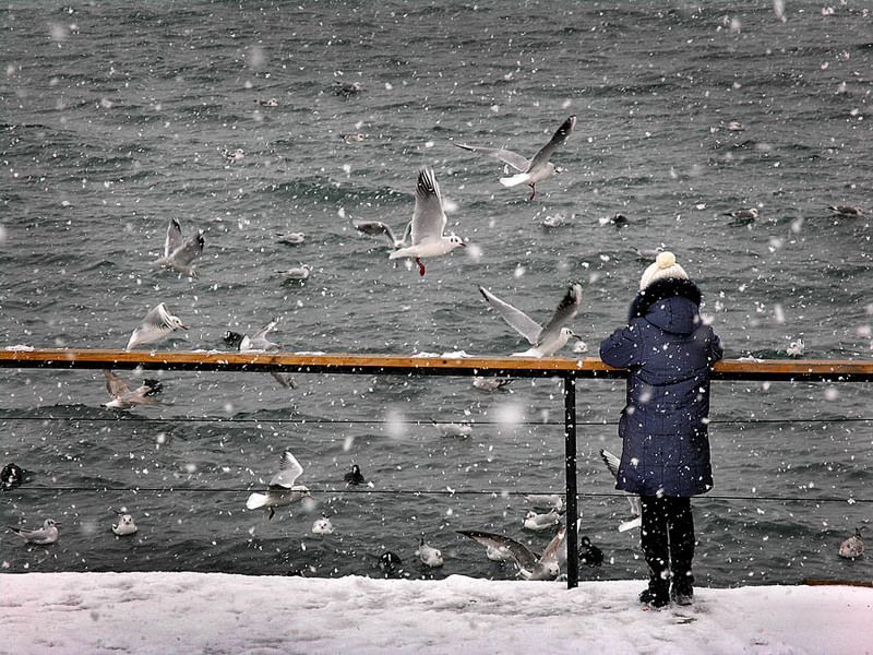 Девочка с чайками фото превью